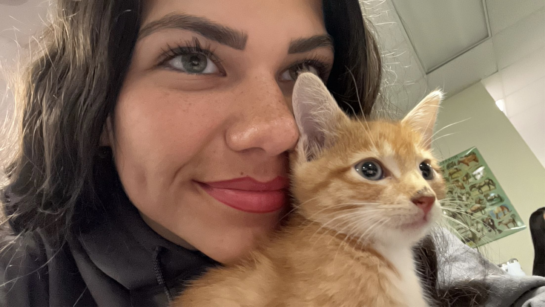 Boots the cat